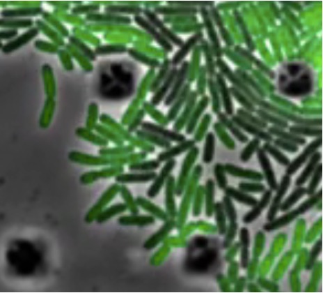 Biomolecular Systems